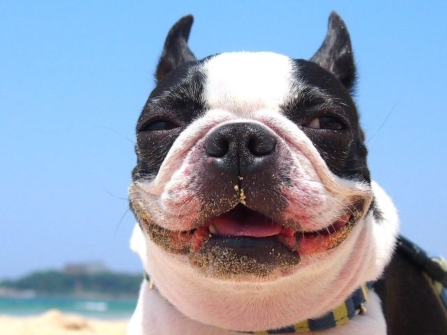 笑っている犬の写真
